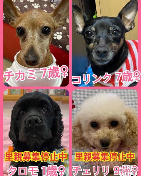 🐾今日の里親様募集中ワンコ🐶メンバーです🐾2022,10,8【保護犬カフェ天神橋店】